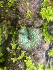 Mannia gracilis