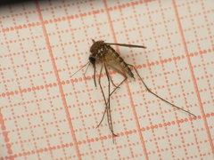 Aedes cinereus