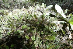 Leptinella squalida