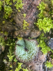 Mannia gracilis