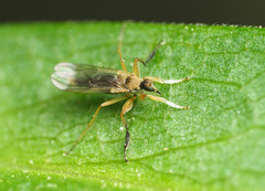 Platypalpus discifer