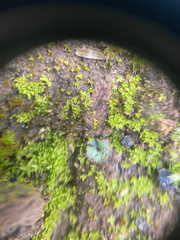 Mannia gracilis
