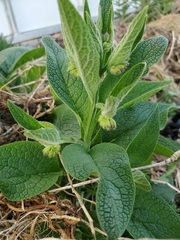 Symphytum tuberosum