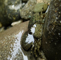 Petrolisthes cabrilloi