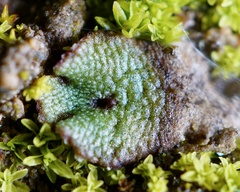 Mannia gracilis