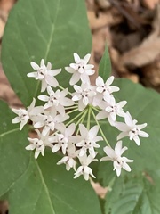 Asclepias quadrifolia