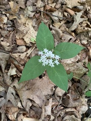 Asclepias quadrifolia