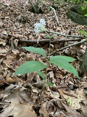 Asclepias quadrifolia