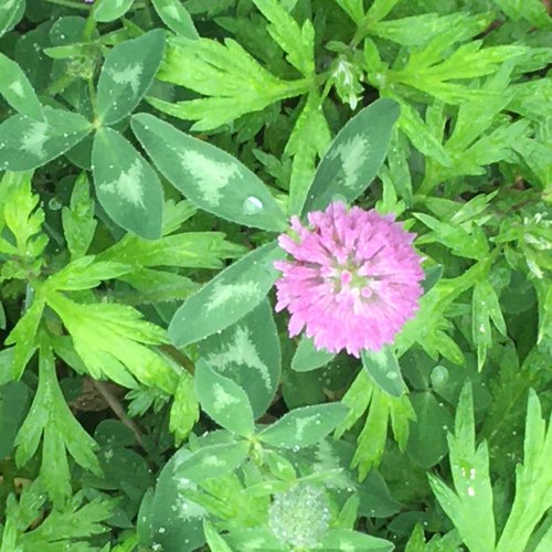 photo of Clovers (Trifolium)