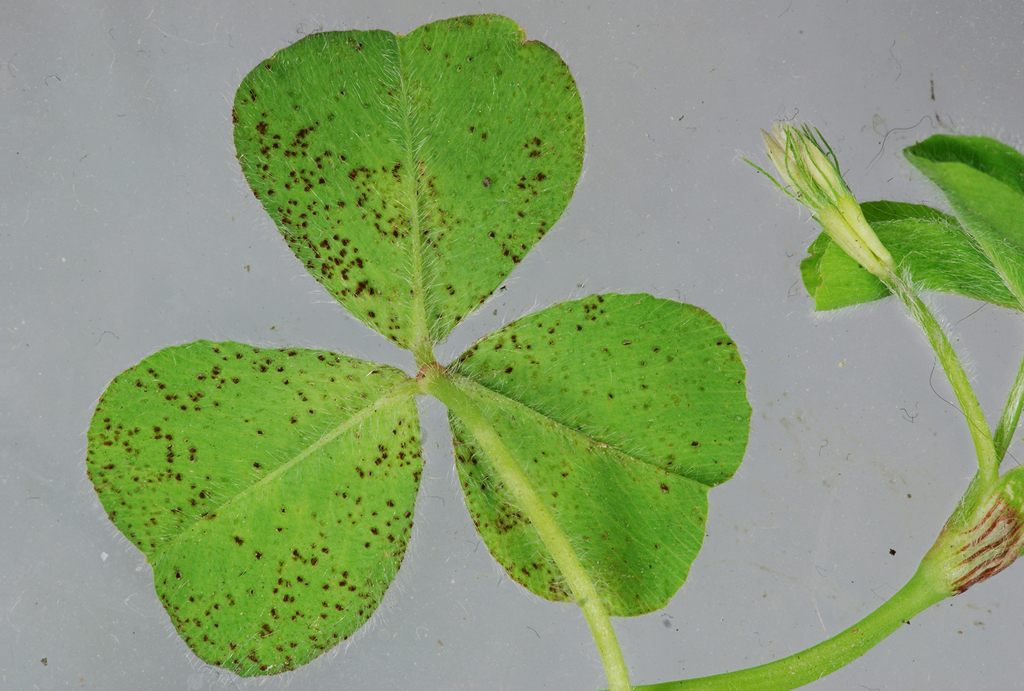 Uromyces trifolii-repentis