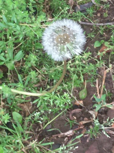 photo of Dandelions (Taraxacum)