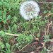 photo of Dandelions (Taraxacum)