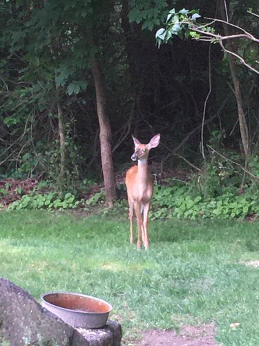 photo of White-tailed Deer (Odocoileus virginianus)