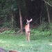 photo of White-tailed Deer (Odocoileus virginianus)