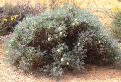 Petrophile glauca