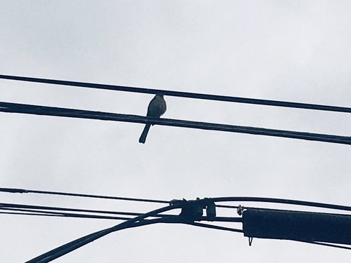 photo of Perching Birds (Passeriformes)