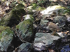 Catharus mexicanus