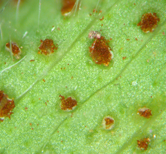 Uromyces trifolii-repentis