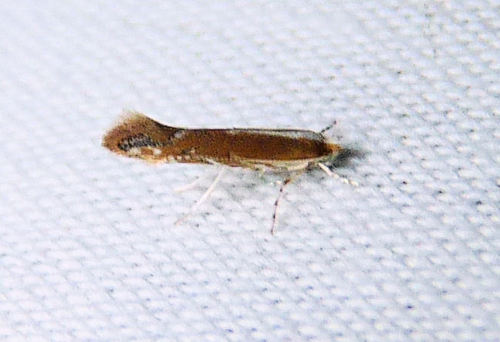 Rusty Oak Leafminer