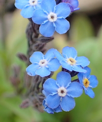 Myosotis semiamplexicaulis