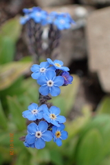 Myosotis semiamplexicaulis