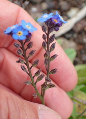 Myosotis semiamplexicaulis