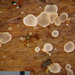 Eupezizella aureliella - Photo (c) Jerry Cooper, algunos derechos reservados (CC BY), subido por Jerry Cooper