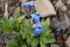 Myosotis semiamplexicaulis