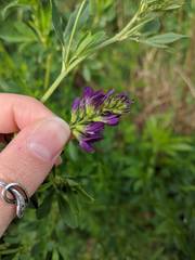 Medicago sativa