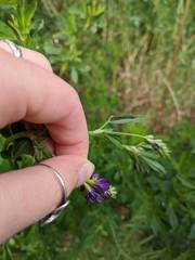 Medicago sativa