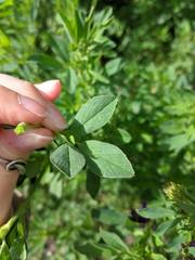 Medicago sativa