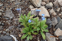 Myosotis semiamplexicaulis