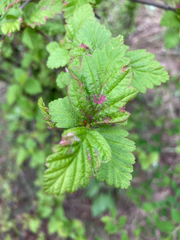 Colomerus holodisci