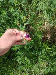 Medicago sativa