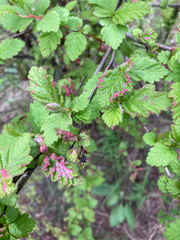 Colomerus holodisci