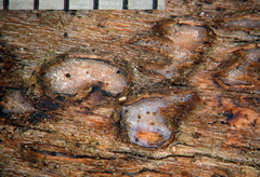 Propolis versicolor