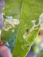 Pegomya hyoscyami group