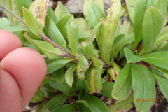 Myosotis semiamplexicaulis