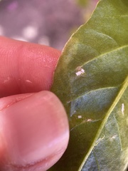 Pegomya hyoscyami group