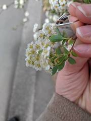 Spiraea