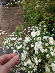 Spiraea