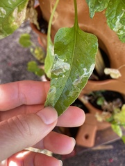 Pegomya hyoscyami group