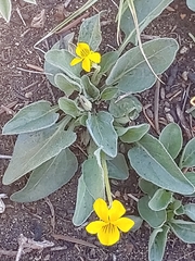 Viola vallicola