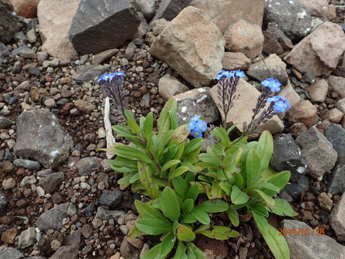 Image of Myosotis semiamplexicaulis by no rights reserved