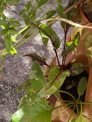 Pegomya hyoscyami group