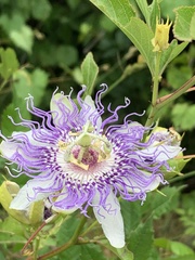 Passiflora incarnata