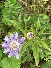 Passiflora incarnata