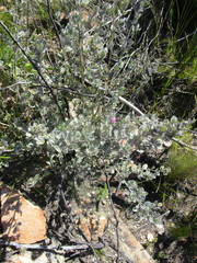 Podalyria biflora