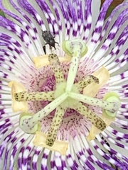 Passiflora incarnata