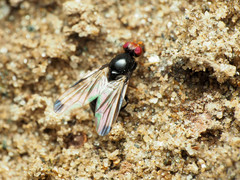 Pseudoseioptera albipes